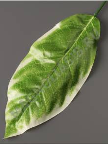 Лист фикуса крупнолистного молодая зелень 20/37 см.