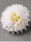 Хризантема кустовая хлопок 6сл 7см (бел борд гол крем желт пеп-сир)